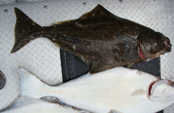 Halibut Fishing In Vancouver 